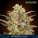 Somango Glue fem - Advanced Seeds