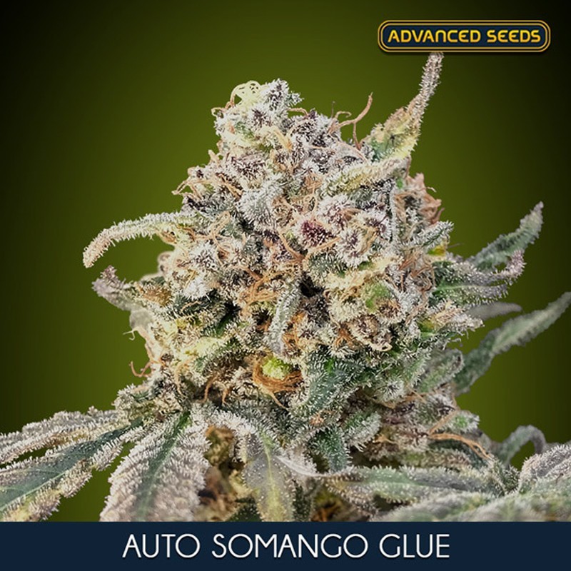 Somango Glue auto - Advanced Seeds