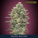 Gelato 33 Fast fem - Advanced Seeds