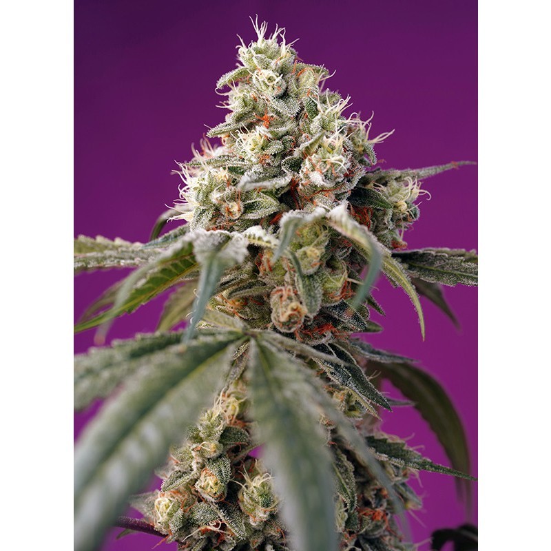 Bruce Banner auto - Sweet Seeds