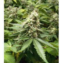 Early Widow - Advanced Seeds - Renovación de Stock