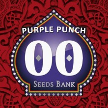 Purple Punch fem - 00 Seeds