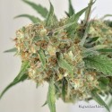 Skywalker Haze fem - Dutch Passion