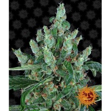 Laughing Buddha - Barney's Farm - Stock Renewal