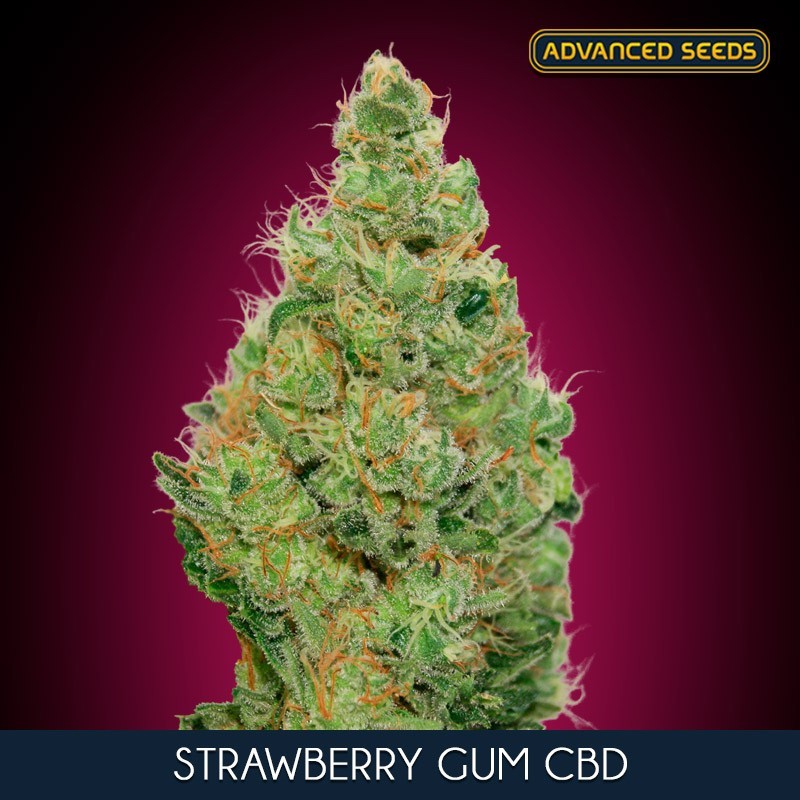 Strawberry Gum CBD fem - Advanced Seeds