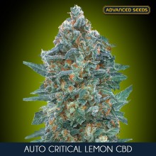 Critical Lemon CBD auto - Advanced Seeds