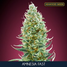 Amnesia Fast fem - Advanced Seeds