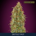 Zkittlez fast fem - Advanced Seeds