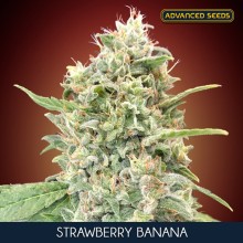 Strawberry Banana fem - Advanced Seeds