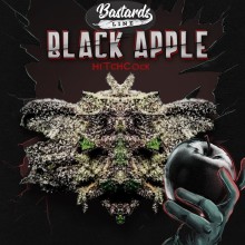 Black Apple Hitchcock fem - TH Seeds