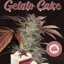 Gelato Cake fem - TH Seeds