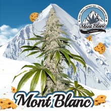Mont Blanc fem - TH Seeds