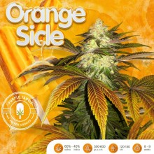 Orangesicle fem - TH Seeds