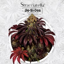 Stracciatella fem - TH Seeds