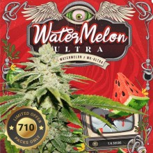 Watermelon Ultra fem - TH Seeds