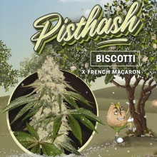 Pisthash fem - TH Seeds