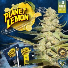 Planet Lemon fem - TH Seeds