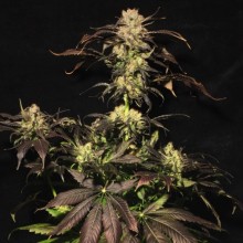White Berry - Paradise Seeds