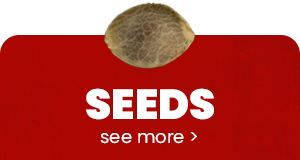 cannabis seeds